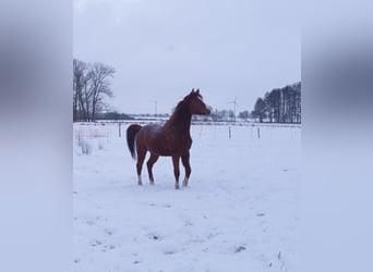 Koń trakeński, Wałach, 5 lat, 160 cm, Kasztanowata