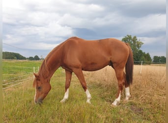 Koń trakeński, Wałach, 5 lat, 160 cm, Kasztanowata
