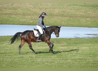 Koń trakeński, Wałach, 5 lat, 161 cm, Gniada