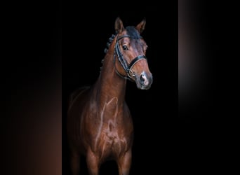 Koń trakeński, Wałach, 5 lat, 165 cm, Gniada