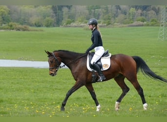 Koń trakeński, Wałach, 5 lat, 165 cm, Gniada
