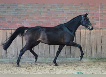 Koń trakeński, Wałach, 5 lat, 169 cm, Ciemnogniada