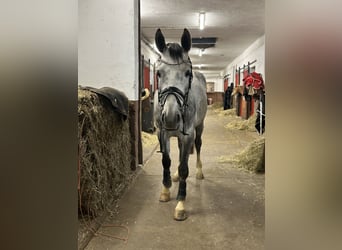 Koń trakeński, Wałach, 5 lat, 170 cm, Siwa