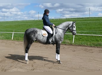Koń trakeński, Wałach, 5 lat, 170 cm, Siwa