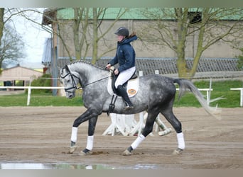 Koń trakeński, Wałach, 5 lat, 170 cm, Siwa
