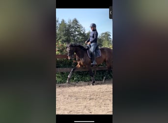 Koń trakeński, Wałach, 6 lat, 161 cm, Gniada