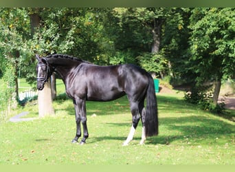 Koń trakeński, Wałach, 6 lat, 162 cm, Kara