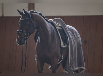 Koń trakeński, Wałach, 6 lat, 163 cm, Gniada