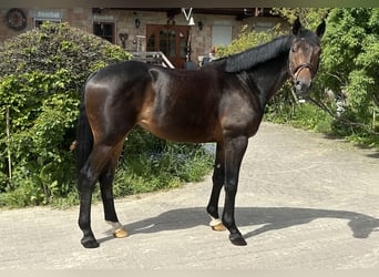 Koń trakeński, Wałach, 6 lat, 165 cm, Gniada