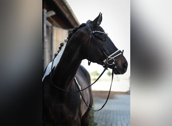 Koń trakeński, Wałach, 6 lat, 172 cm, Srokata