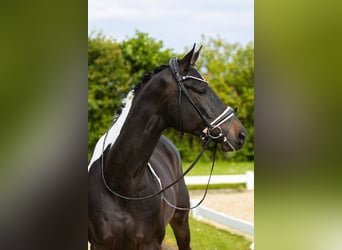 Koń trakeński, Wałach, 6 lat, 172 cm, Srokata