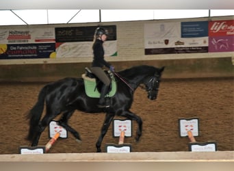 Koń trakeński, Wałach, 6 lat, 173 cm, Skarogniada