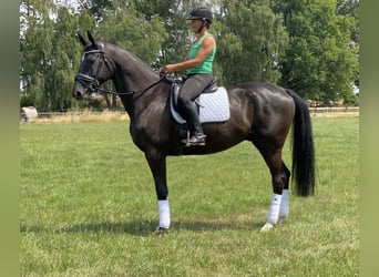 Koń trakeński, Wałach, 6 lat, 175 cm, Kara