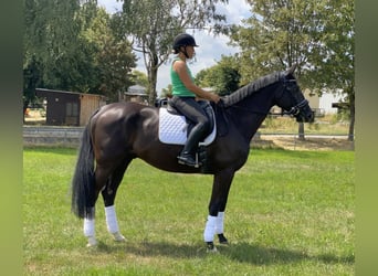 Koń trakeński, Wałach, 6 lat, 175 cm, Kara