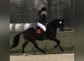 Koń trakeński, Wałach, 7 lat, 168 cm, Gniada