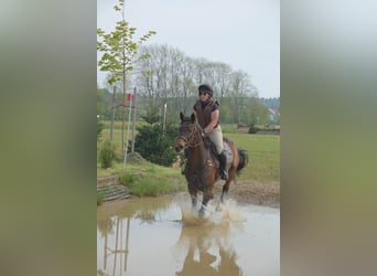 Koń trakeński, Wałach, 7 lat, 168 cm, Gniada