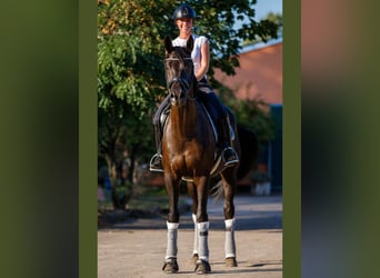 Koń trakeński, Wałach, 7 lat, 170 cm, Skarogniada