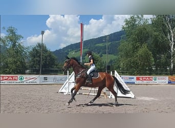 Koń trakeński, Wałach, 7 lat, 173 cm, Gniada
