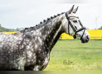 Koń trakeński, Wałach, 7 lat, 173 cm, Siwa jabłkowita