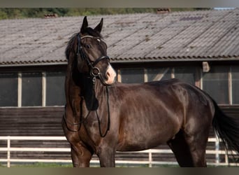 Koń trakeński, Wałach, 7 lat, 176 cm, Kara