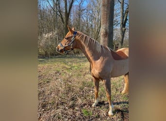 Koń trakeński, Wałach, 8 lat, 162 cm, Ciemnokasztanowata