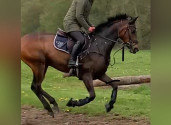 Koń trakeński, Wałach, 8 lat, 165 cm, Ciemnogniada