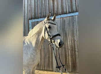 Koń trakeński, Wałach, 8 lat, 168 cm, Siwa