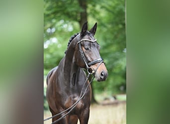 Koń trakeński, Wałach, 8 lat, 169 cm, Ciemnogniada
