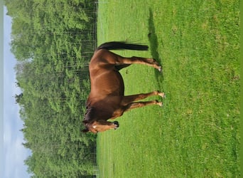 Koń trakeński, Wałach, 8 lat, 172 cm, Kasztanowata