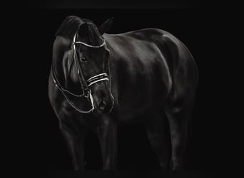 Koń trakeński, Wałach, 8 lat, 174 cm, Kara