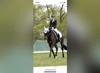 Koń trakeński, Wałach, 9 lat, 168 cm, Ciemnogniada