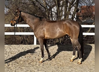 Koń trakeński, Wałach, 9 lat, 170 cm, Gniada
