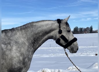 Koń trakeński, Wałach, 9 lat, 170 cm, Siwa