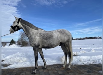 Koń trakeński, Wałach, 9 lat, 170 cm, Siwa