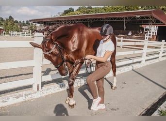Koń ukraiński, Klacz, 12 lat, 173 cm, Bułana