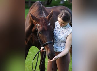 Koń ukraiński, Klacz, 13 lat, 173 cm, Bułana