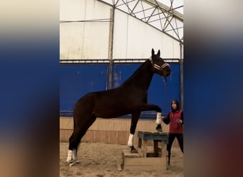 Koń ukraiński, Klacz, 5 lat, 167 cm, Gniada