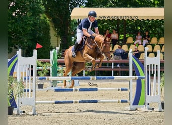 Koń ukraiński, Klacz, 6 lat, 163 cm, Ciemnokasztanowata