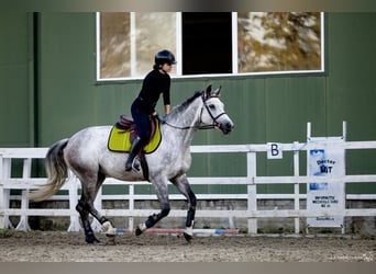 Koń ukraiński, Klacz, 6 lat, 163 cm, Siwa