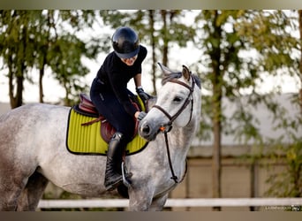 Koń ukraiński, Klacz, 6 lat, 163 cm, Siwa