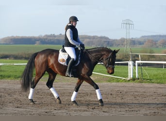 Koń ukraiński, Klacz, 6 lat, 167 cm, Gniada