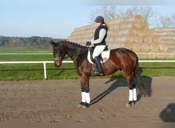 Koń ukraiński, Klacz, 6 lat, 167 cm, Gniada