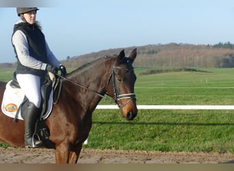 Koń ukraiński, Klacz, 6 lat, 167 cm, Gniada