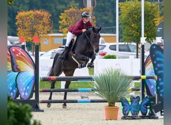 Koń ukraiński, Klacz, 7 lat, 164 cm, Ciemnogniada