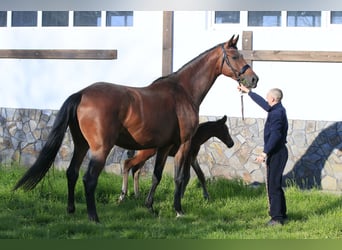 Koń ukraiński Mix, Klacz, 7 lat, 175 cm, Jasnogniada