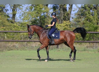 Koń ukraiński Mix, Klacz, 8 lat, 175 cm, Jasnogniada