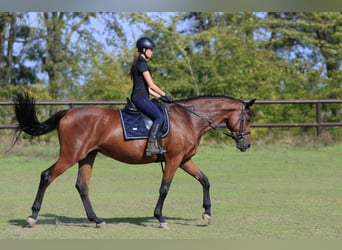 Koń ukraiński Mix, Klacz, 8 lat, 175 cm, Jasnogniada