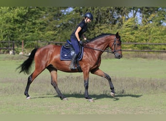 Koń ukraiński Mix, Klacz, 8 lat, 175 cm, Jasnogniada