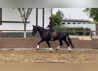 Koń ukraiński Mix, Klacz, 9 lat, 177 cm, Kara