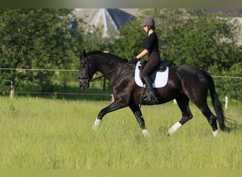 Koń ukraiński Mix, Klacz, 9 lat, 177 cm, Kara